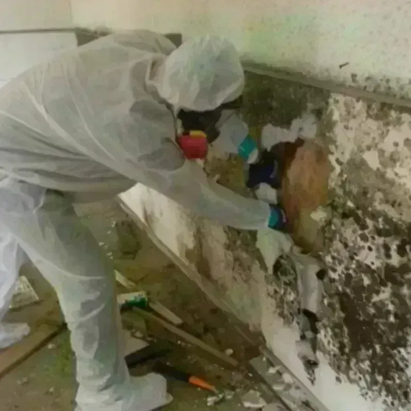 Mold Remediation and Removal in West Springfield, MA